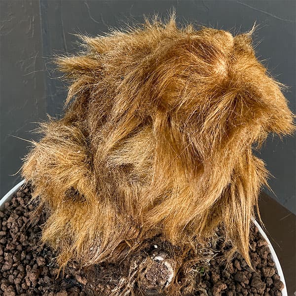 タカワラビ:キンモウコウ(ゴールデンチャウチャウ) 6号鉢植え26-02