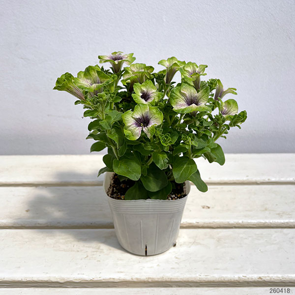 ペチュニア：にゃーぐコレクション　メロン3.5号ポット 6株セット