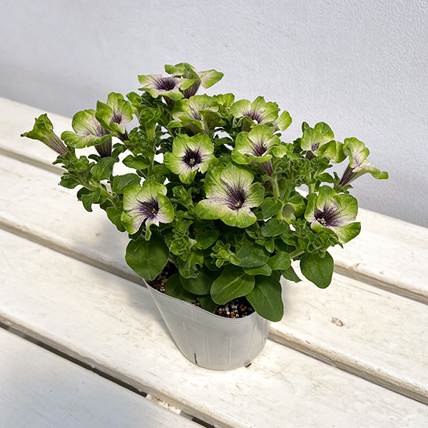 ペチュニア：にゃーぐコレクション　メロン3.5号ポット 6株セット