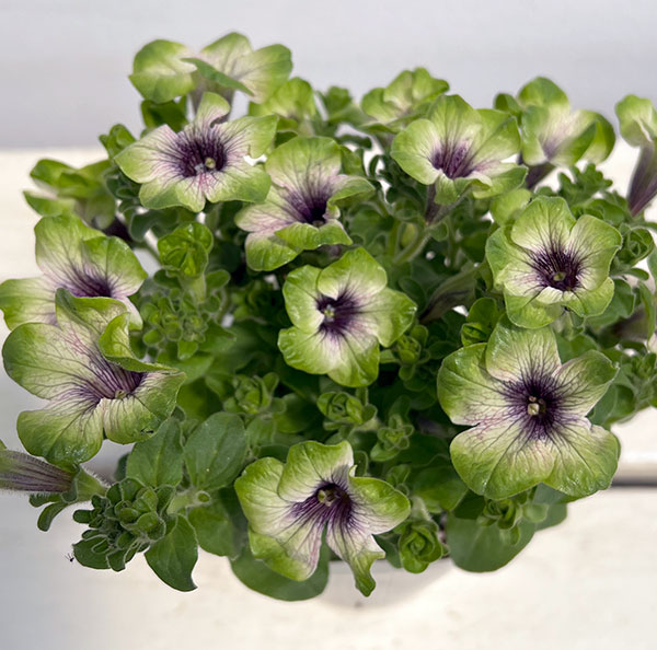 ペチュニア：にゃーぐコレクション　メロン3.5号ポット 6株セット