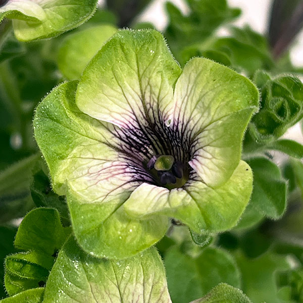 ペチュニア：にゃーぐコレクション　メロン3.5号ポット 6株セット