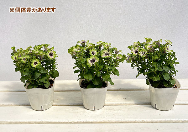 ペチュニア：にゃーぐコレクション　メロン3.5号ポット 6株セット