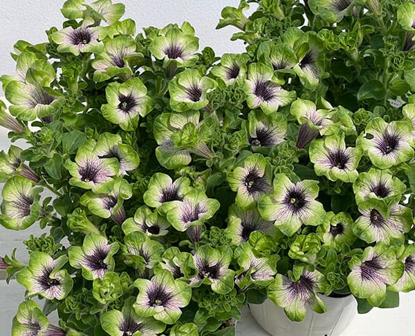 ペチュニア：にゃーぐコレクション　メロン3.5号ポット 6株セット