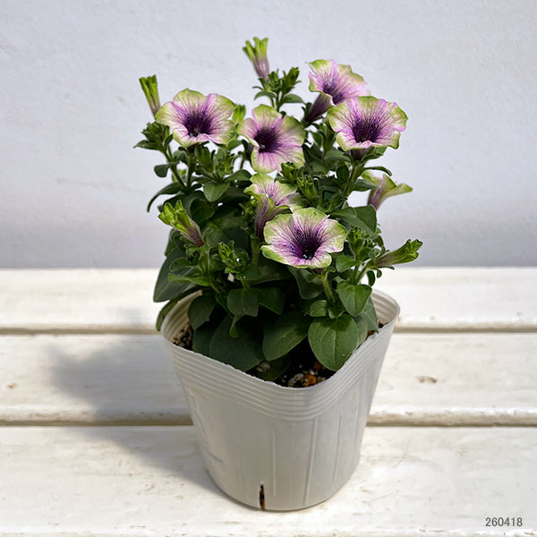 ペチュニア：にゃーぐコレクション　グリベリー3.5号ポット 3株セット