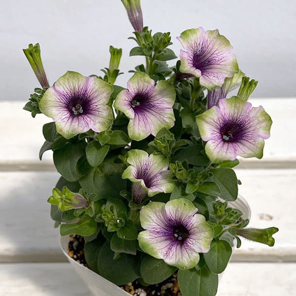 ペチュニア：にゃーぐコレクション　グリベリー3.5号ポット 3株セット