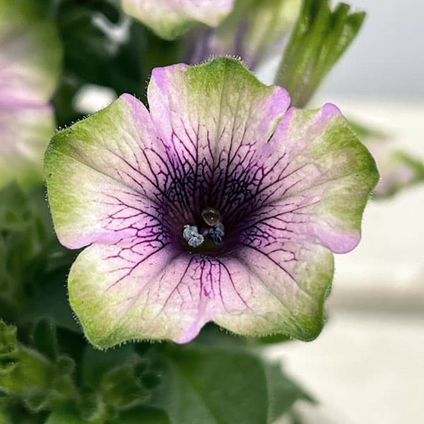 ペチュニア：にゃーぐコレクション　グリベリー3.5号ポット 3株セット