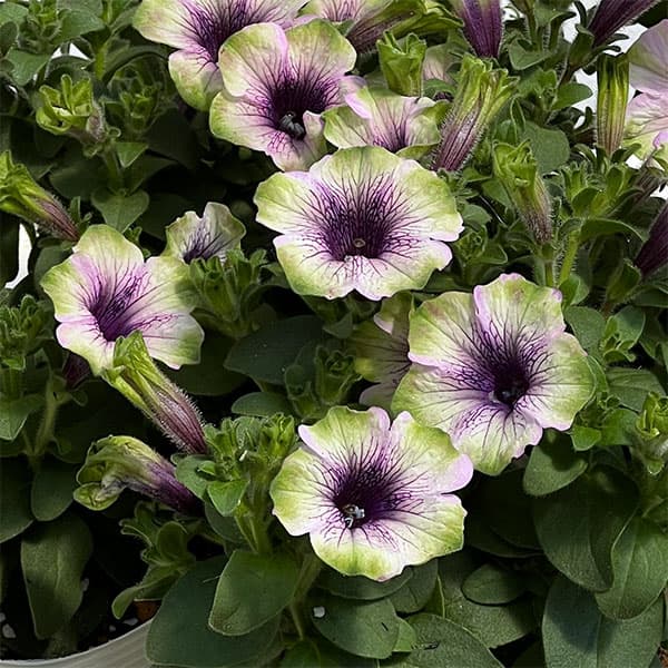 ペチュニア：にゃーぐコレクション　グリベリー3.5号ポット 3株セット