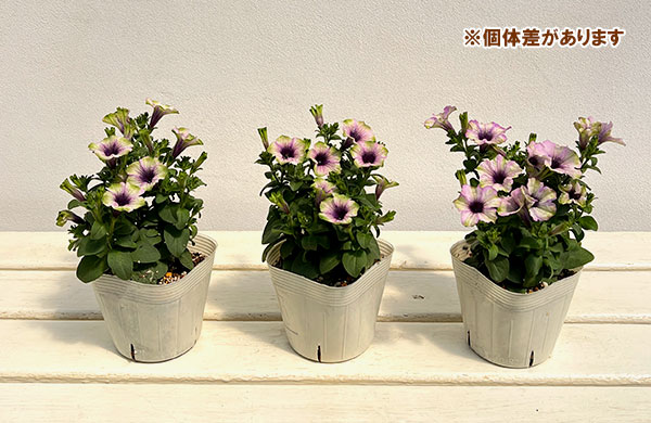 ペチュニア：にゃーぐコレクション　グリベリー3.5号ポット 3株セット