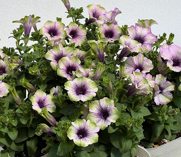 ペチュニア：にゃーぐコレクション　グリベリー3.5号ポット 3株セット