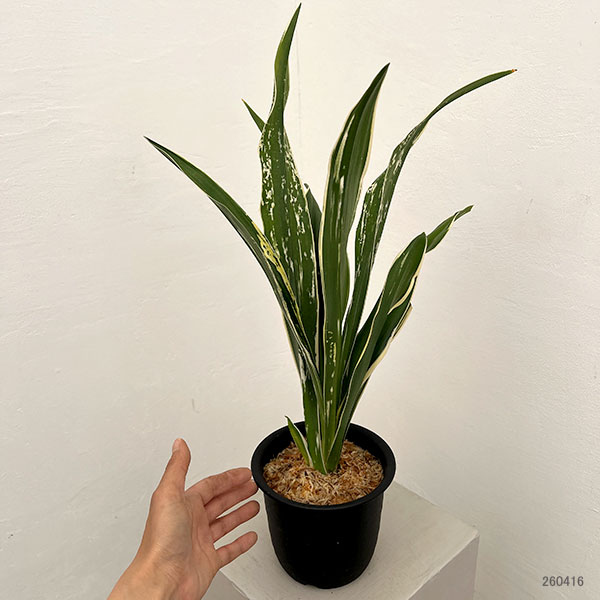 オモト（万年青）：長寿の誉（ちょうじゅのほまれ）4.5号プラ鉢【現品販売268747】