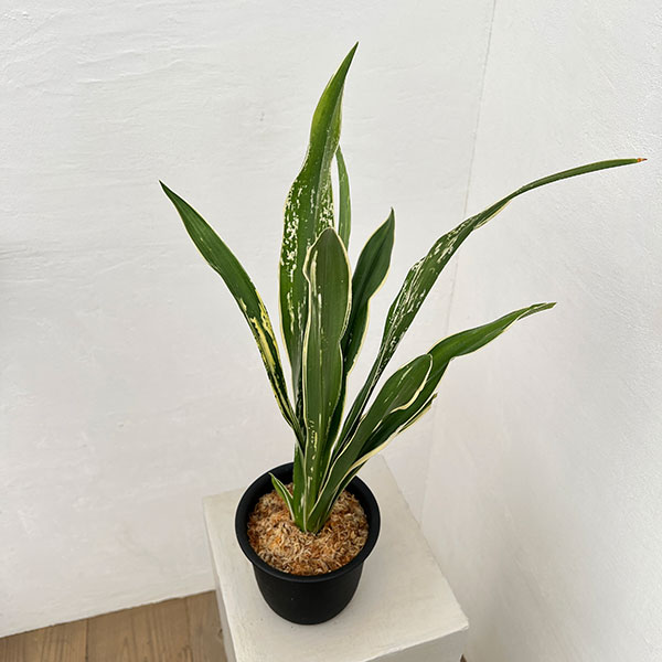 オモト（万年青）：長寿の誉（ちょうじゅのほまれ）4.5号プラ鉢【現品販売268747】