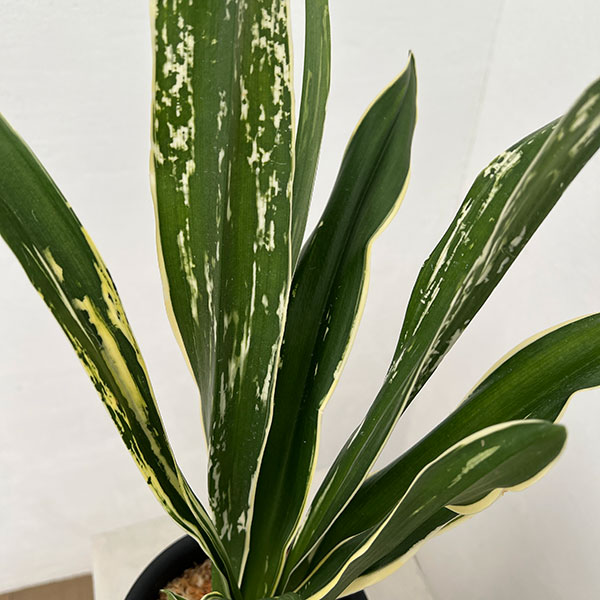 オモト（万年青）：長寿の誉（ちょうじゅのほまれ）4.5号プラ鉢【現品販売268747】