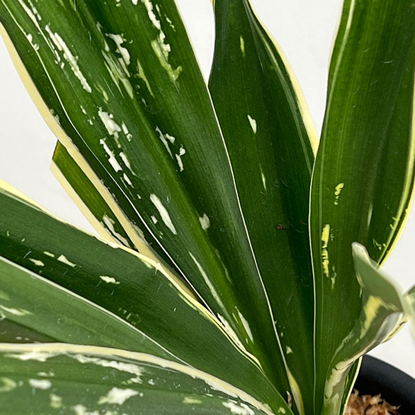 オモト（万年青）：長寿の誉（ちょうじゅのほまれ）4.5号プラ鉢【現品販売268747】