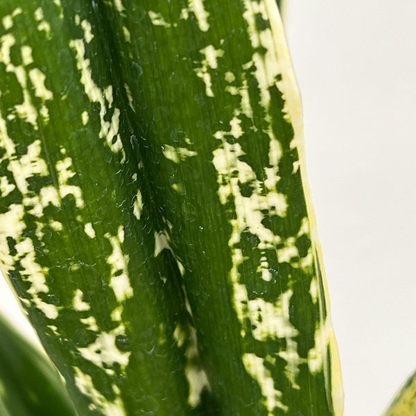 オモト（万年青）：長寿の誉（ちょうじゅのほまれ）4.5号プラ鉢【現品販売268747】