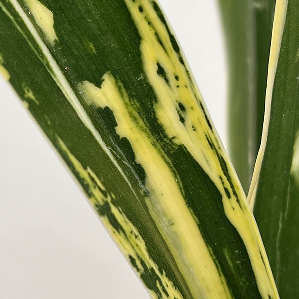 オモト（万年青）：長寿の誉（ちょうじゅのほまれ）4.5号プラ鉢【現品販売268747】