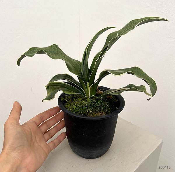 オモト（万年青）：錦明鳳（きんめいほう）4号プラ鉢【現品販売268748】