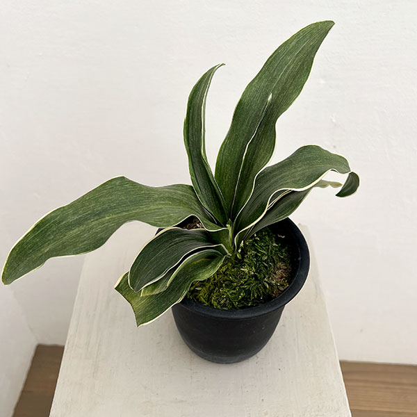 オモト（万年青）：錦明鳳（きんめいほう）4号プラ鉢【現品販売268748】