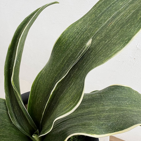 オモト（万年青）：錦明鳳（きんめいほう）4号プラ鉢【現品販売268748】