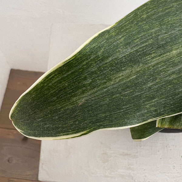 オモト（万年青）：錦明鳳（きんめいほう）4号プラ鉢【現品販売268748】