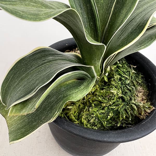 オモト（万年青）：錦明鳳（きんめいほう）4号プラ鉢【現品販売268748】