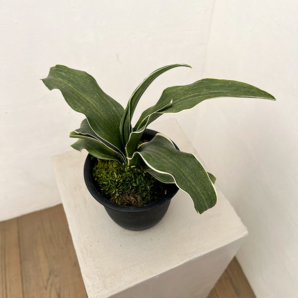 オモト（万年青）：錦明鳳（きんめいほう）4号プラ鉢【現品販売268748】