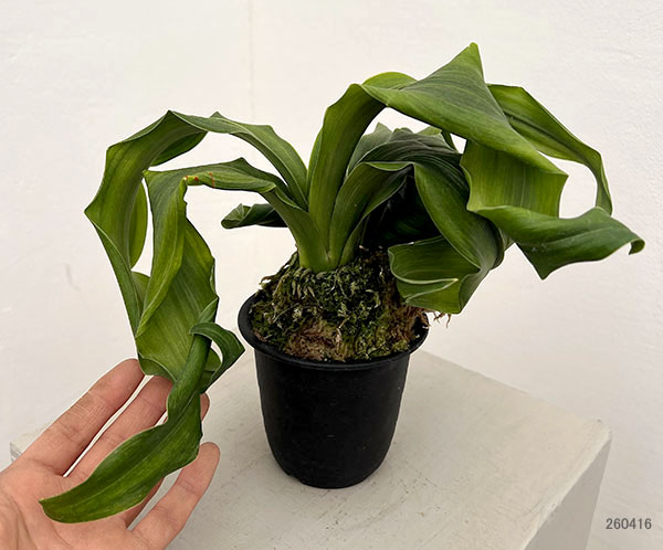 オモト（万年青）：金剛獅子(こんごうじし)実生3号プラ鉢【現品販売268749】