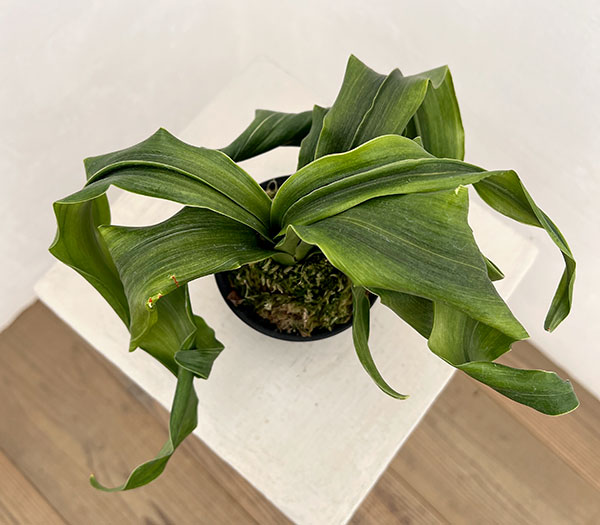 オモト（万年青）：金剛獅子(こんごうじし)実生3号プラ鉢【現品販売268749】