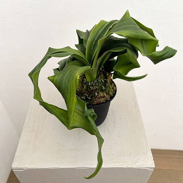 オモト（万年青）：金剛獅子(こんごうじし)実生3号プラ鉢【現品販売268749】