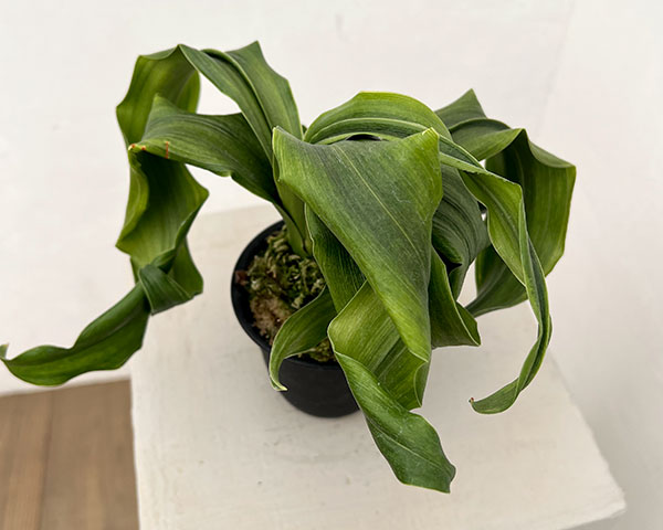 オモト（万年青）：金剛獅子(こんごうじし)実生3号プラ鉢【現品販売268749】