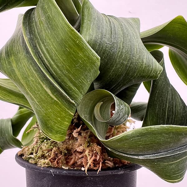 オモト（万年青）：金剛獅子(こんごうじし)実生3号プラ鉢【現品販売268749】