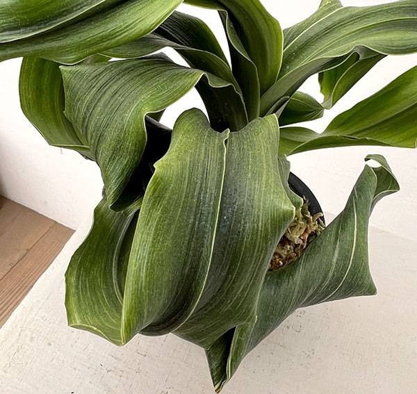 オモト（万年青）：金剛獅子(こんごうじし)実生3号プラ鉢【現品販売268749】