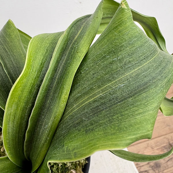 オモト（万年青）：金剛獅子(こんごうじし)実生3号プラ鉢【現品販売268749】