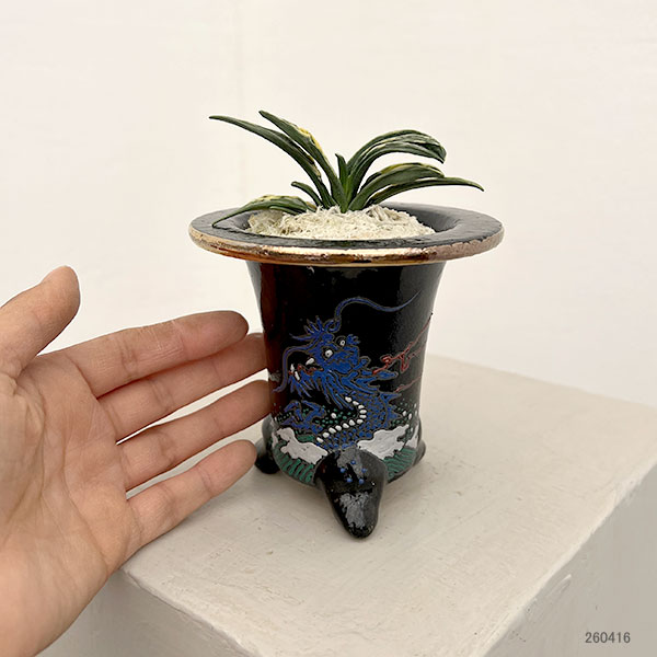 オモト（万年青）：瑞泉　錦鉢（龍）植え【現品販売268750】