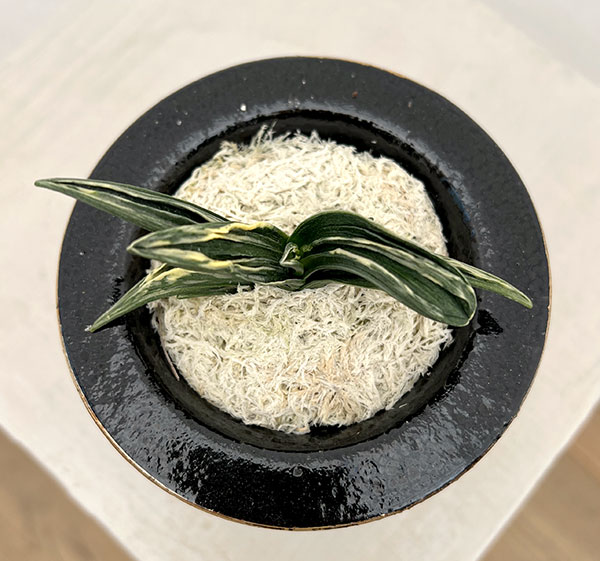 オモト（万年青）：瑞泉　錦鉢（龍）植え【現品販売268750】