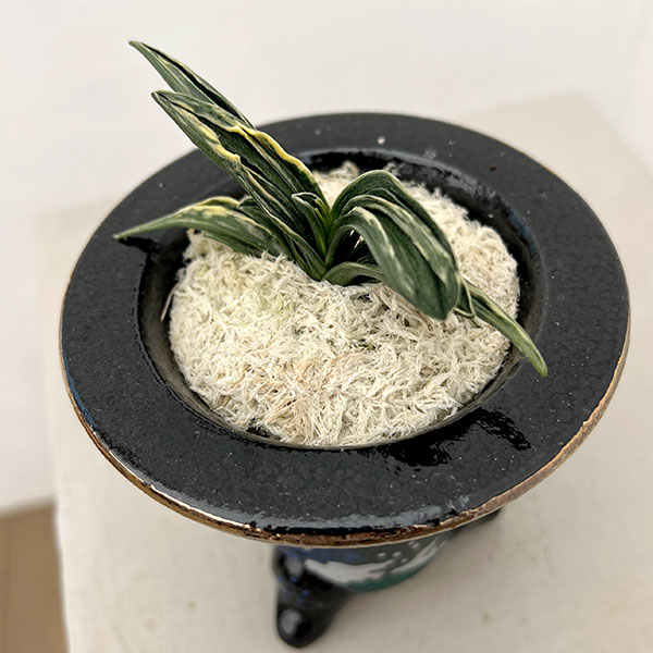 オモト（万年青）：瑞泉　錦鉢（龍）植え【現品販売268750】