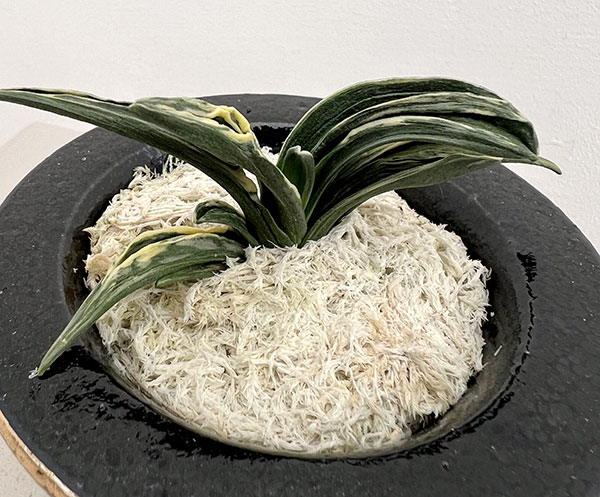 オモト（万年青）：瑞泉　錦鉢（龍）植え【現品販売268750】