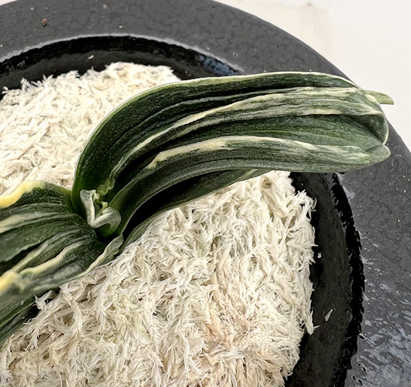 オモト（万年青）：瑞泉　錦鉢（龍）植え【現品販売268750】