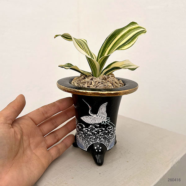 オモト（万年青）：出世実生　錦鉢（鶴）植え【現品販売268751】