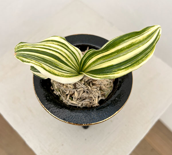 オモト（万年青）：出世実生　錦鉢（鶴）植え【現品販売268751】