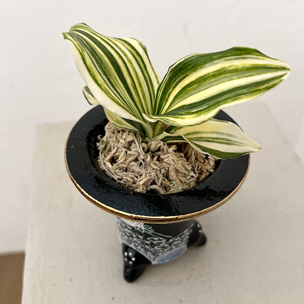 オモト（万年青）：出世実生　錦鉢（鶴）植え【現品販売268751】