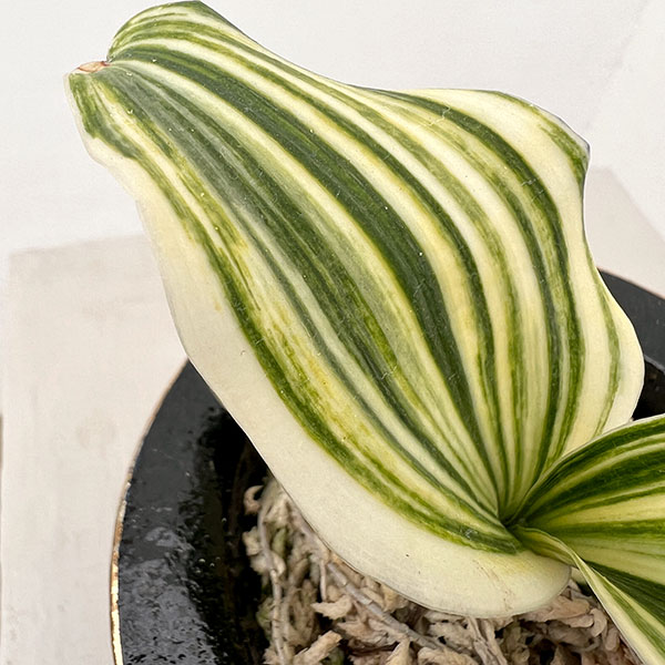 オモト（万年青）：出世実生　錦鉢（鶴）植え【現品販売268751】