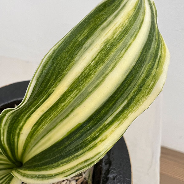 オモト（万年青）：出世実生　錦鉢（鶴）植え【現品販売268751】