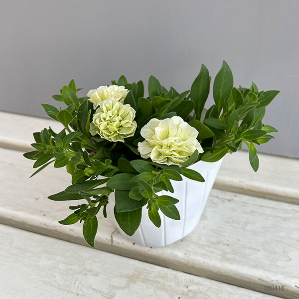 ペチュニア：クレール　ビジューライム3-3.5号ポット 6株セット