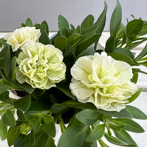 ペチュニア：クレール　ビジューライム3-3.5号ポット 6株セット