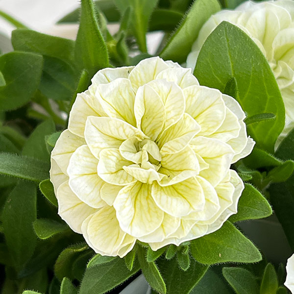 ペチュニア：クレール　ビジューライム3-3.5号ポット 6株セット