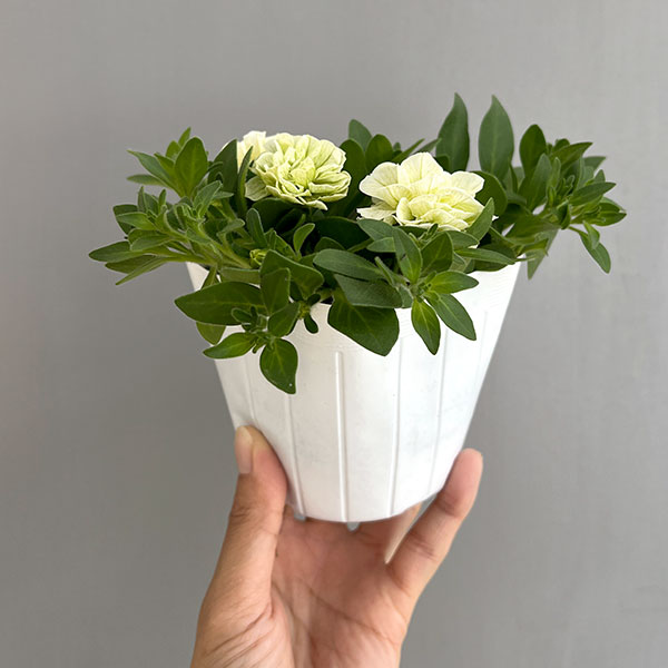 ペチュニア：クレール　ビジューライム3-3.5号ポット 6株セット