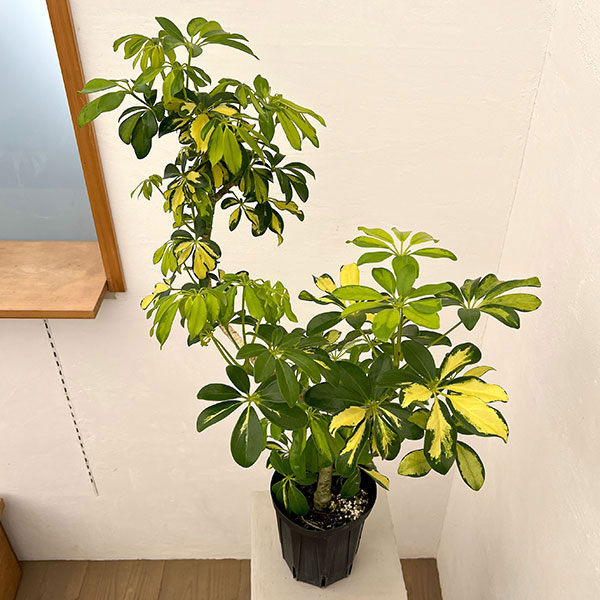 シェフレラ：アルボリコラ トライネッティ（曲げ仕立て）　5号鉢植え