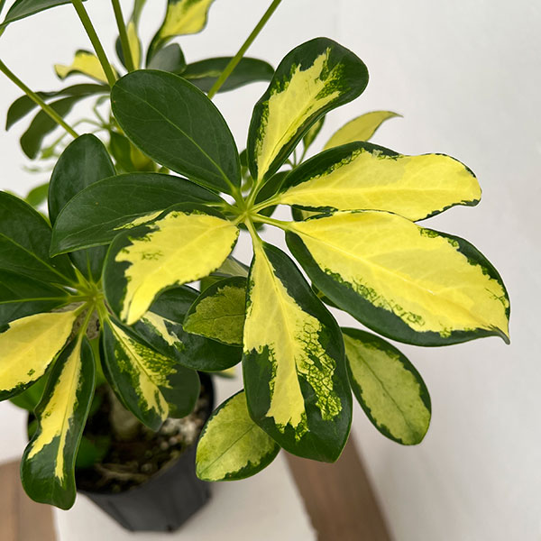 シェフレラ：アルボリコラ トライネッティ（曲げ仕立て）　5号鉢植え