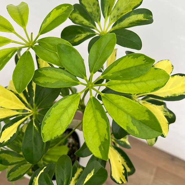 シェフレラ：アルボリコラ トライネッティ（曲げ仕立て）　5号鉢植え