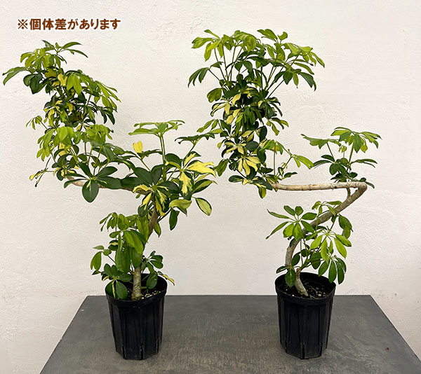 シェフレラ：アルボリコラ トライネッティ（曲げ仕立て）　5号鉢植え